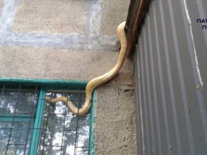 Фото: До полтавців  на балкон звалилася змія (ФОТО)