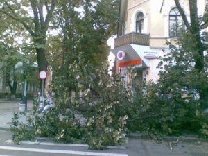 Фото: Через негоду в центрі Полтави впало дерево