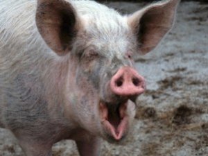 Фото: В Україну може прийти африканська чума свиней