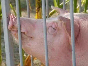 Фото: Заражених африканською чумою полтавських свиней будуть знищувати