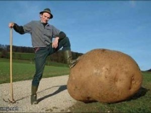Фото: Своєї картоплі у Полтаві вдосталь