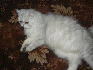 Фото: Персидська кішка любить дивитися телевізор і їсти чіпси