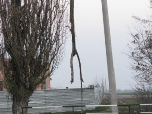 Фото: Я-Репортер. У Полтаві стовбури дерев висять на дротах електромереж