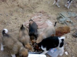 Фото: Мер Полтави проти стерилізації бездомних тварин, але не проти притулку для них