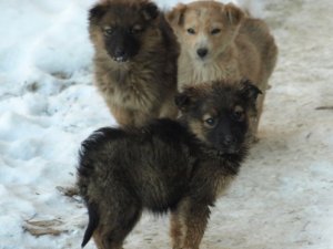 Фото: Маленькі бездомні цуценята шукають господарів