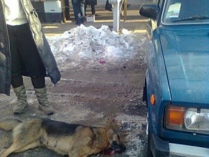 Фото: Знищення собак шокувало полтавців