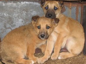 Фото: У Полтаві цуценята, яких викинули в сміттєбак, чекають нових господарів у клітках КАТП