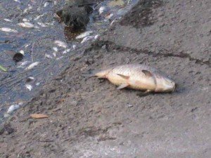Фото: Експерти: Ситуацію з загиблою рибою на Полтавщині занадто роздули