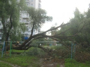 Фото: У Полтаві дерево впало на один із дитячих майданчиків