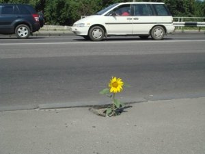 Фото: Я-Репортер. Крізь асфальт у Полтаві проріс соняшник