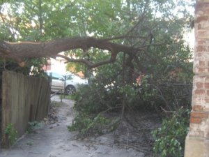 У ще в одному полтавському дворі дерево загрожує життю людей