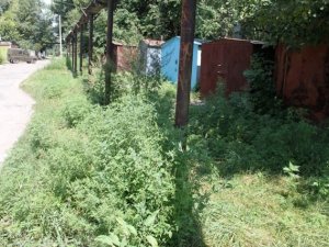 Фото: Поблизу Київського вокзалу в Полтаві з'явилася плантація небезпечних рослин