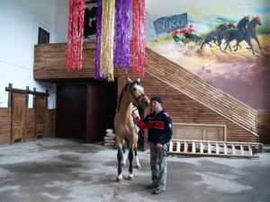 На Полтавщині заради порятунку коней продали зоопарк