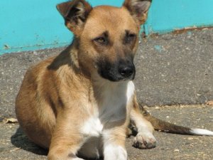 У Полтаві безпритульні тварини шукають господарів