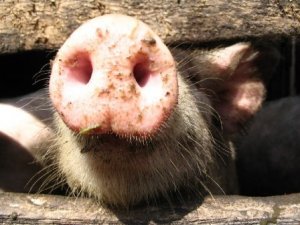 Фото: Днепропетровские защитники животных добились отмены кровавого «шоу со свиньями» на Полтавщине