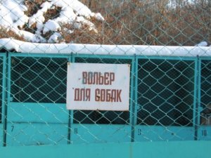 Фото: Чотирилапі безхатькі у Полтаві замерзають від холоду
