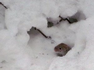 Фото: Сьогодні передбачити подальшу погоду допоможуть миші