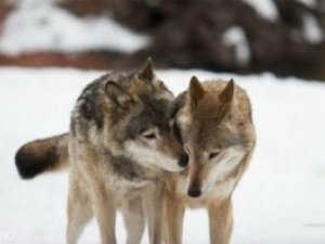 Фото: Сьогодні вовки гуляють весілля