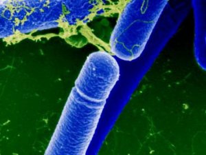 Як не підхопити небезпечні мікроби