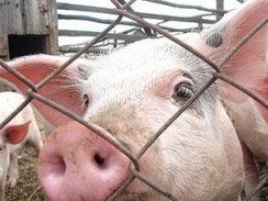 У Полтаві шукають свинину, заражену африканською чумою