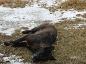 У Полтаві вкотре отруюють безпритульних собак