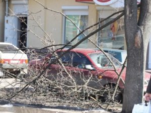 У Полтаві у центрі міста суха гілка ледь не впала на людину