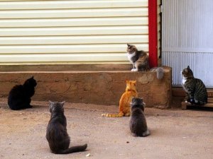 Фото: Як побороти любовні «безумства» котів та кішок