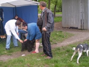 Фото: Домашні тварини: коли і від чого потрібно щеплювати