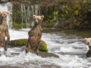Фото: 24 квітня: ведмідь з барлогу виходить