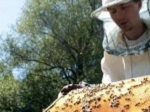 Фото: 28 квітня пасічникам слід випускати бджіл