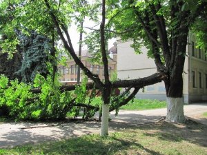 Фото: Я-Репортер. У центрі Полтави 9 травня впало дерево