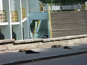 У Полтаві на вбивство собак хочуть виділити майже мільйон гривень
