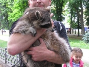 Фото: У Полтаві центром розгулює єнот з Канади