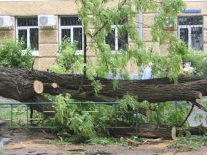 Фотофакт. Негода руйнує в Полтаві дерева