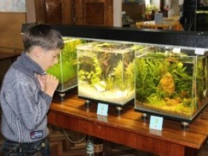 У Полтаві відкрилась виставка оригінальних акваріумів: фоторепортаж