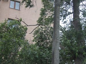 Як в Полтаві позбавитись аварійного дерева: реальність