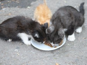 У Полтаві безкоштовно роздавали собак і котів (фоторепортаж)