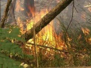 Під Полтавою знову горів ліс