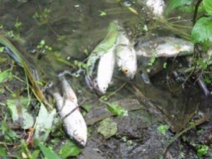 В Полтаві у річці Ворскла може загинути риба
