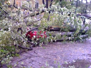 У Полтаві по центральній вулиці старе дерево упало на авто
