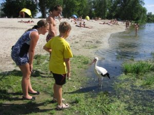 На полтавському пляжі ручний лелека збирає глядачів та жаб поміж оголених відпочивальників