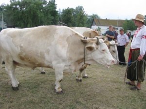 Фото: Емоції, мода та смакота Сорочинського ярмарку-2012