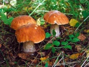 Фото: У Полтаві стався уже третій випадок отруєння грибами