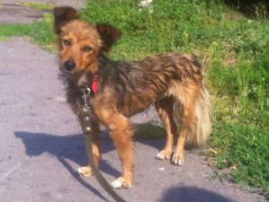 У Полтаві безпритульні тварини шукають господарів