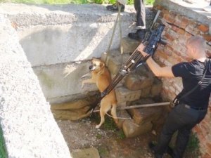 Під Полтавою врятували собаку, який три доби не давав людям спати