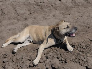 Фото: У Полтаві собака, який вижив після наїзду авто, шукає господаря