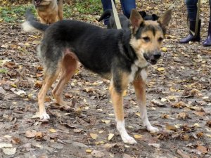 Фото: У Полтаві безпритульні тварини шукають господарів