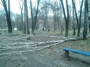 Фото: Я-Репортер. У Павленківському парку Полтави упала стара 30-метрова береза (фото)