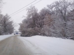 У Полтаві дерева перекривають дороги, не витримуючи льоду