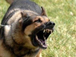 У Полтаві від укусів собаки постраждало вже 47 людей